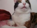 在特猫