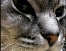 だるまねこ
