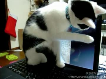 【夜な夜な猫集会】マウスポインタに興味津々な猫