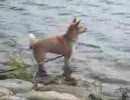 ココアの水遊び