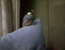 鳥好きが東方妖々夢を実況プレイpart4