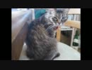 12年02月21日／毛づくろい後寝る猫