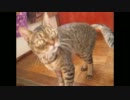 12年02月21日／大好きな飼主の部屋の前でなく猫