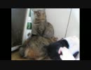 12年02月21日／動いたら負け。猫３匹
