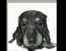 仔犬描いてみた
