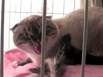野良猫から家猫へ、３ヶ月のシャーの遍歴