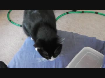 爪を切られる猫