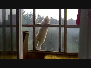 アパートの窓をつたって決死の覚悟でやってくる猫がすごすぎる！