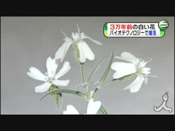 ３万年前の種開花、ロシアチームが成功