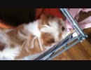 【5ヶ月目】シーズーの子犬がやってきたよ！！【生きるモップ】