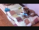 これが現実の怪物【きなこ】