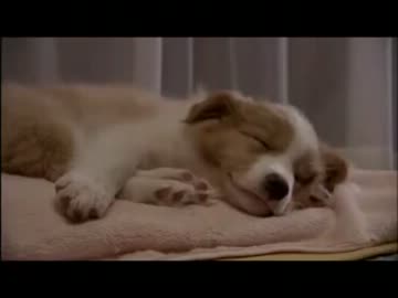 ねぇ　マリモ　All About My Dog - Marimo