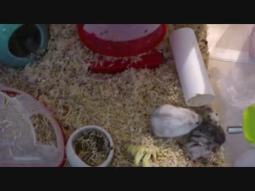 巣から這い出した子ハムを連れ戻す親ハム
