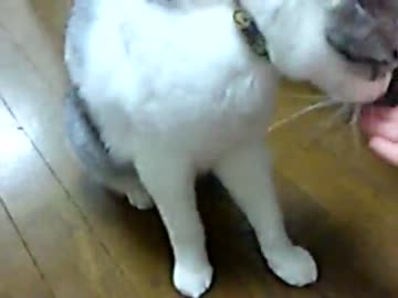 芸をする猫