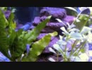 【不便だから】アクアリウム用品を作ってみた（２）【自作】