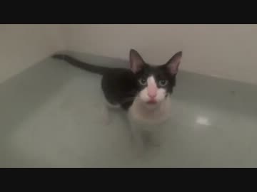 入浴中の猫にちょっかい出したらモザイクかけられた