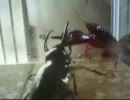 アトラスオオカブト　ＶＳ　アメリカザリガニ