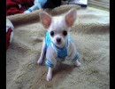 とりあえずわんこ画像で癒されてみないか