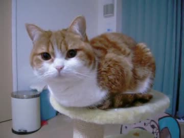 「なでなさい」と頭を差し出すネコ