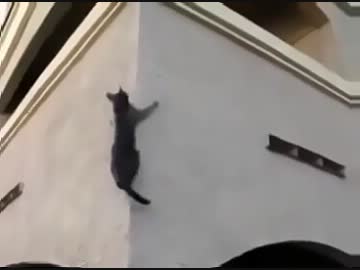 猫ちゃん達の身体能力がすごすぎるよ！！！【90度の壁登り！】
