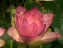 ｌｏｔｕｓ