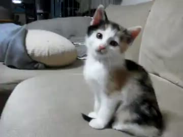 なかなか立てない猫