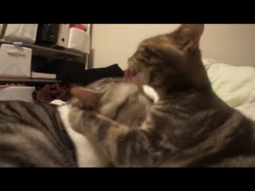 ツンギレのうちの猫達がお互いを毛づくろいし合っている