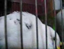 カゴから出たくて頭をゴリゴリさせるセキセイインコさん