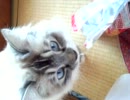 お昼過ぎくらいのみぃちゃん