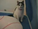 突撃☆にゃんこのお宅拝見！！