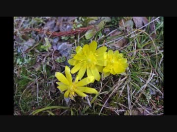 セローで福寿草お花見ツーリング