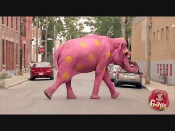 【カナダのドッキリ番組】Just For Laughs - ベストセレクション