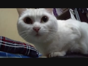 しろたぬこは父の股で寝るのが好きなんだけど