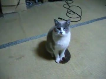 【ぬこ】ふりこで遊ぶぬこ達