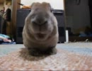 うちのうさぎ[キャベツ食べるよ]
