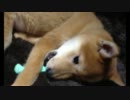 【柴犬】いぬまるvsこたつ布団