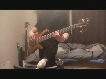 「想像フォレスト」を文鳥と一緒に弾いてみた【ベース】