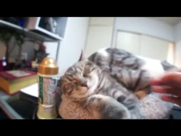 ツンギレのうちの猫が兄猫に敷布団にされているようです