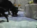 うちの仔犬その１