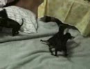 うちの仔犬その２