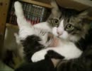 つっぱしる猫 その６７ 捕獲してみた