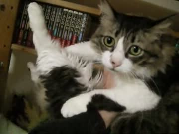 つっぱしる猫 その６７ 捕獲してみた