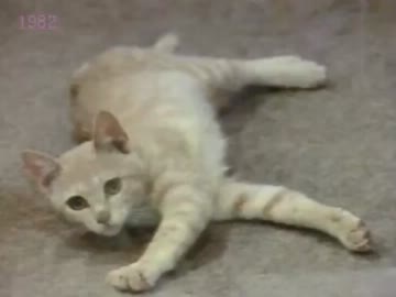 昭和57年１月中ごろ、夜中にやっていたＣＭ