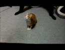 そんなに速く回って大丈夫？