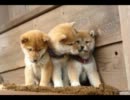 [GRAPEVINE] Tinydogs