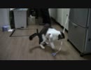 洗濯バサミの新しい楽しみ方―メンフィス編