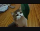 アンバー通信Vol.0065　魚で猫を釣ってみた