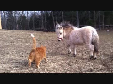 ポニーと仲良しの猫