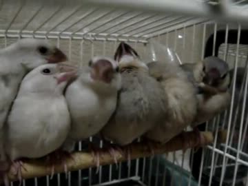 (*ﾟ∋ﾟ)まったり文鳥もふもふ団(ﾟ∈ﾟ*)