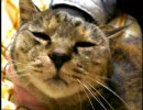 ごろごろするねこ